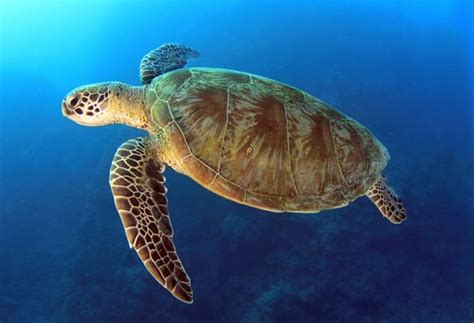 6 Endangered Sea Turtles List Facts