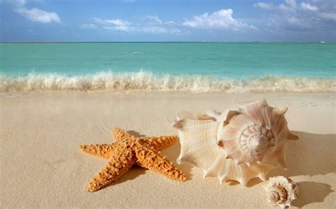 Starfish Seashells Beach Sand Wallpaper 6