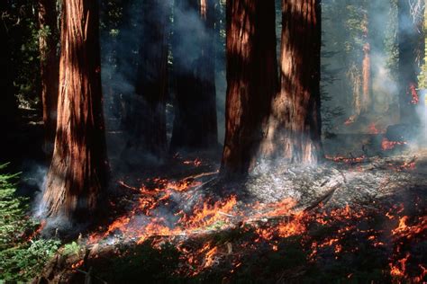 Why Fighting Fire With Fire Might Actually Save Yosemites Giant
