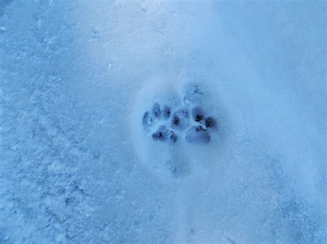 Bobcat Identification Bobcat Fox Tracks In Snow