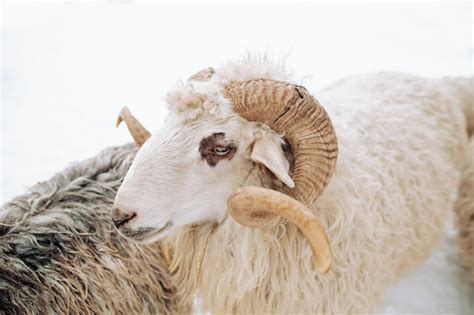 Premium Photo Beautiful Interesting Sheep In A Cob In The Snow Sheep