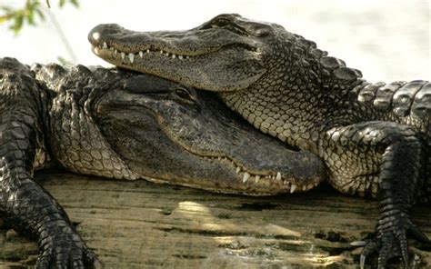 Цікаві факти про крокодилів Все найцікавіше про крокодила