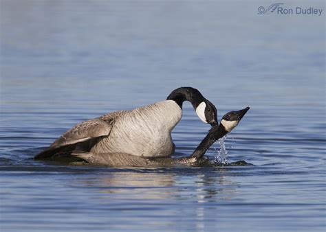 Mating Canada Geese Feathered Photography