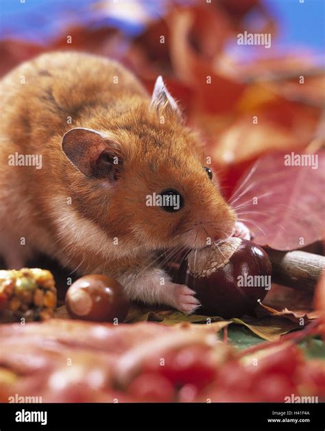 Golden Hamster Mesocricetus Auratus Hi Res Stock Photography And Images
