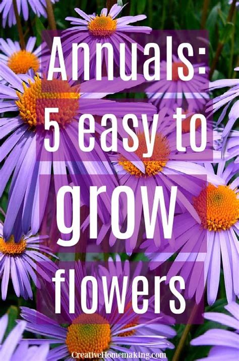 Annuals 5 Easy To Grow Flowers Easy To Grow Flowers Vegetable