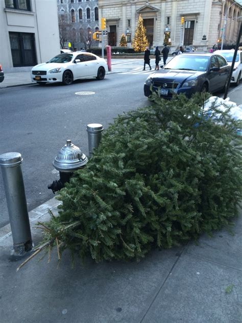 New York Photo Dead Christmas Tree