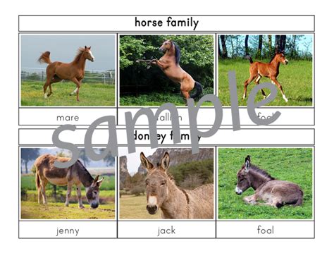 Farm Animal Families 3 Part Cards T Of Curiosity