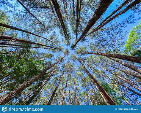 Beautiful View Pine Trees Tropical Forest Stock Photo Image Of Trees