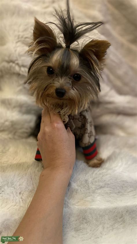 Yorkie Stud Service Stud Dog In Usa The United States Breed Your Dog