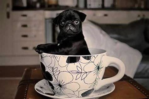 The Teacup Pug Life Span Information Miniature Pugs