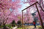 今年櫻花季別再錯過 全台十大賞櫻景點 - 景點+