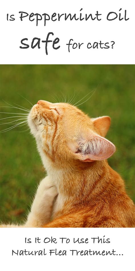 After you have given your cat a flea bath, try adding a drop or two of cedar wood oil into their collar in order to prevent future flea infestations. Is Peppermint Oil Safe For Cats - Peppermint Oil For Fleas