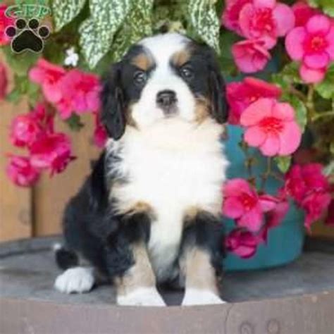 The current median price for all bernese mountain dogs are you trying to determine how much a puppy with breeding rights and papers would cost? Unlocked: Bernese Mountain Dog Puppies Ohio Hoobly