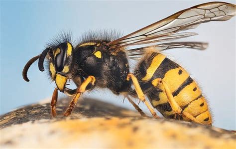 Blog How Dangerous Are Yellow Jackets In Mooresville