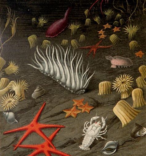 1898 Antique Sea Life Print Starfishes Crabs Anemones Abyssal