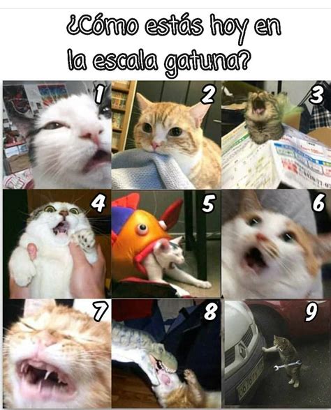 Gato Triste Meme Duren Zelolem Wallpaper