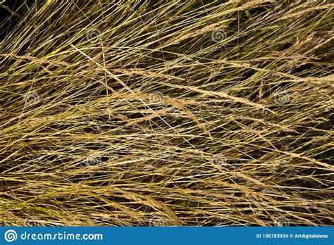 Forest High Grass In The Summer Stock Photo Image Of Grow Green