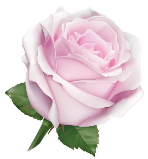Large Soft Pink Rose Png Clipart Image