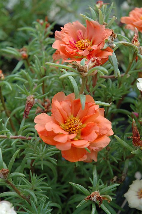 Click To View A Full Size Photo Of Sundial Mango Portulaca Portulaca