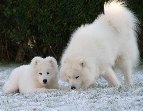 Giant Samoyed Puppy Training Training Your Dog Training Tips Pet