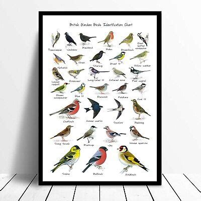A4 BRITISH GARDEN Birds Identification Chart Wildlife Card Poster Art