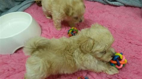 Find a lonely kitten a home. Maltipoo Puppies FOR SALE ADOPTION from Salt Lake City ...
