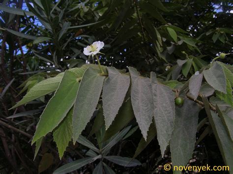 Image Collection Of Wild Vascular Plants Muntingia Calabura