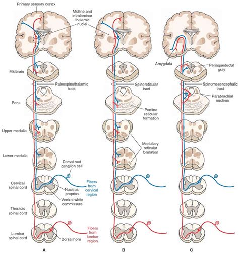 The Spinal Cord Organization Of The Central Nervous System Part 3