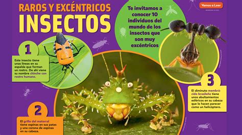 Weird And Wacky Insects Spanish Translation Nwf Ranger Rick
