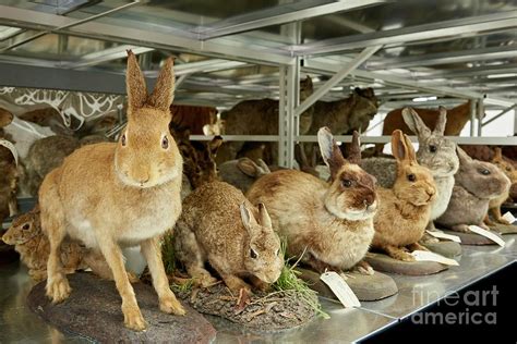 Taxidermy Rabbit Specimens 1 Photograph By Natural History Museum