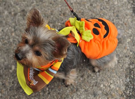 Announces Winner Of Best Pet Halloween Costume Photo