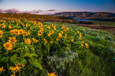 Columbia Gorge Oregon Hills Flowers Landscape Wallpapers Hd
