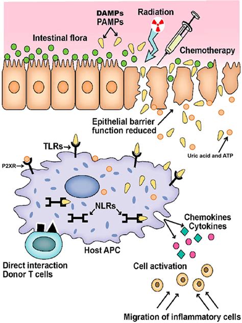 Frontiers Pathophysiology Of Gvhd And Other Hsct Related Major