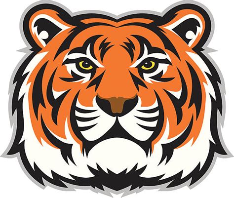 Tiger Clip Art Vector Images And Illustrations Istock