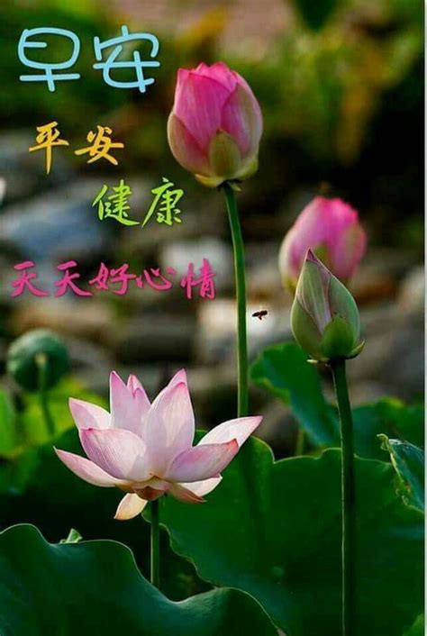 Pin By May Chua On Good Morning Wishes In Chinese Good Morning Wishes