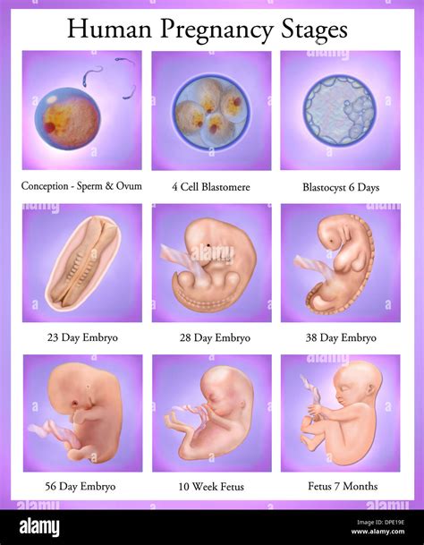 Human Fetus Stages