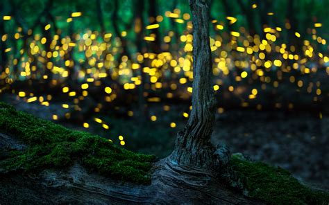 Fireflies At Night