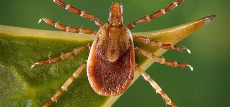 Rocky mountain spotted fever caused by the bacteria rickettsia rickettsii that is spread through the bite on an infected tick. Have a Dog? Be Careful of Rocky Mountain Spotted Fever ...
