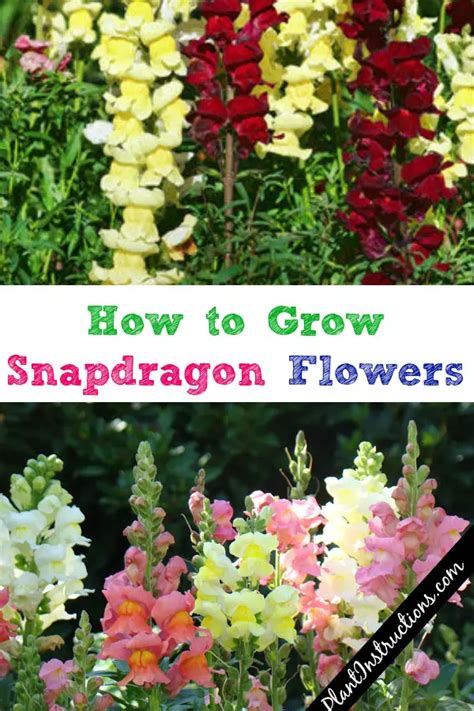 How To Grow Snapdragon Flowers A Guide To Growing And Caring For
