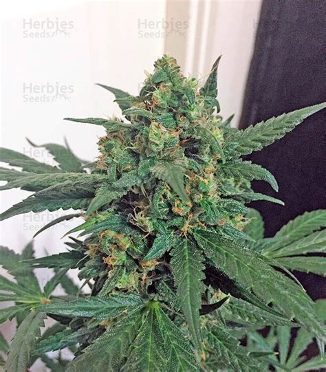 Vente De Graines De Cannabis Blue Kush Autoflowering Dinafem Seeds