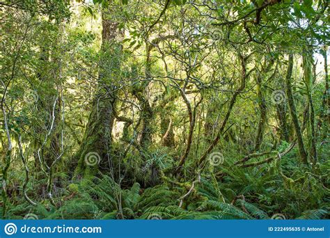 Dense Thicket In The Temperate Rainforest Fiordland National Park