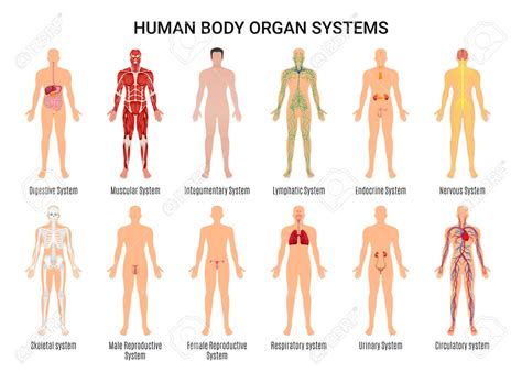 Human Body Functions | Science Quiz - Quizizz