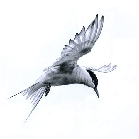 S Flight Arctic Tern By Bev Lewis Graphite Pencil On Mellotex