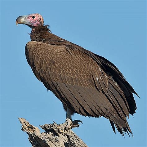 Lappet Faced Vulture Bald Eagle Vulture Animals