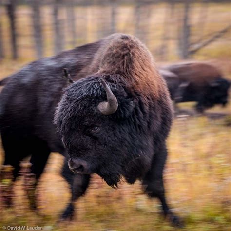 Bison At Riding Mountain National Park Manitoba Canada 500px Photo