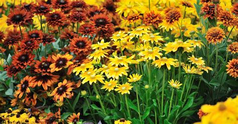 The 15 Best Perennials For Fall Color Gardeners Path