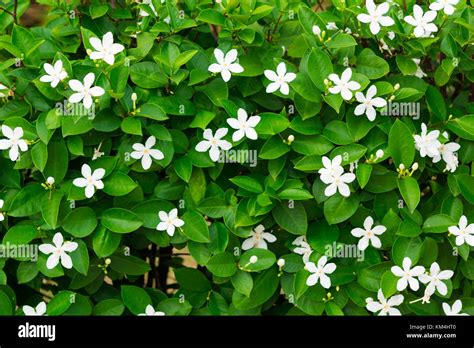 White Jasmine Flowers On Green Leaves Background Stock Photo Alamy