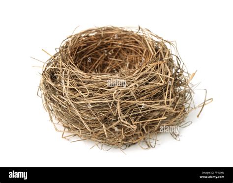 Empty Bird Nest Isolated On White Stock Photo Alamy