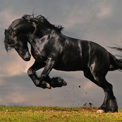 Stallion Wallpapers Wallpaper Cave
