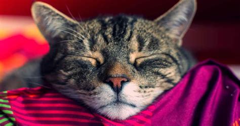 Do Cats Dream Or Have Nightmares What About Their Owners